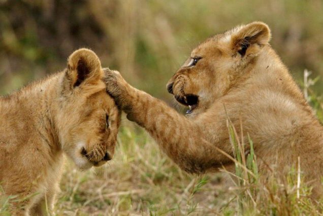 1DAY SAFAR FROM ZANZIBAR MIKUMI NATIONAL PARK